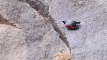 Duvar tırmaşıkkuşu