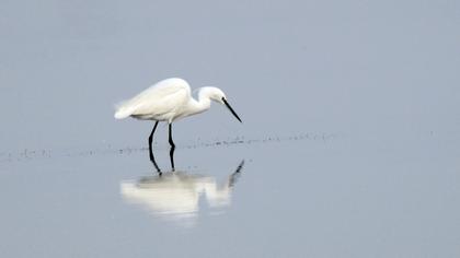 Küçük ak balıkçıl