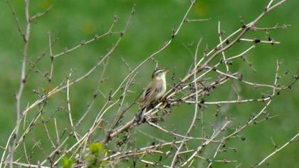Kındıra kamışçını