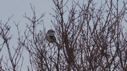 Büyük örümcekkuşu
