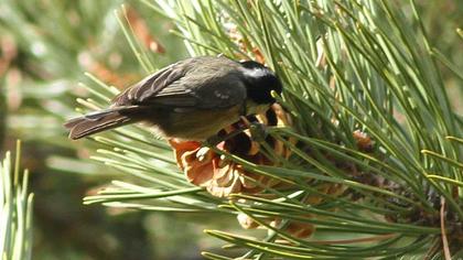 Coal Tit