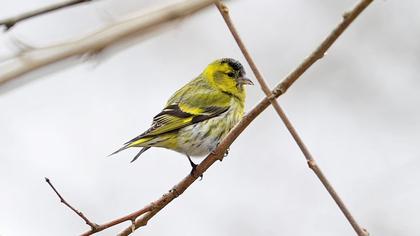 Eurasian Siskin