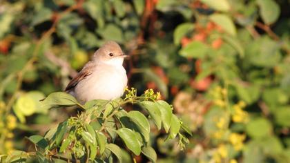 Akgerdanlı ötleğen