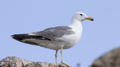 Van gölü martısı