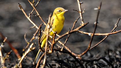 Sarı kuyruksallayan