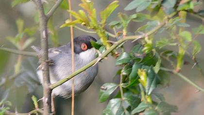 Sardinian Warbler