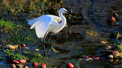 Küçük ak balıkçıl