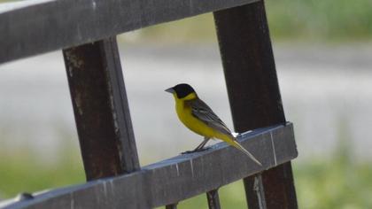 Karabaşlı kirazkuşu