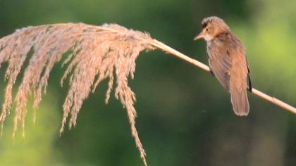 Büyük kamışçın