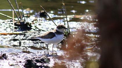 Halkalı küçük cılıbıt
