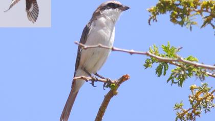 Türkistan örümcekkuşu