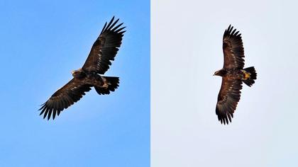 Küçük orman kartalı