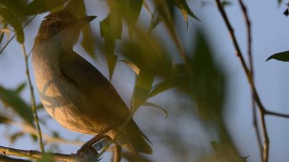 Büyük kamışçın