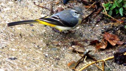 Dağ kuyruksallayanı