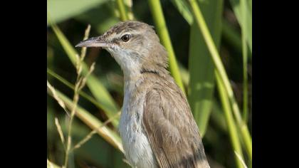 Büyük kamışçın