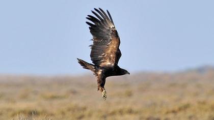 Büyük orman kartalı