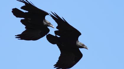 Kısakuyruklu kuzgun