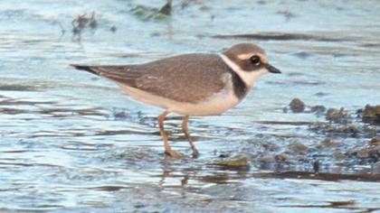 Common Ringed Plover