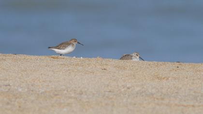 Karakarınlı kumkuşu