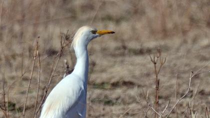 Sığır balıkçılı