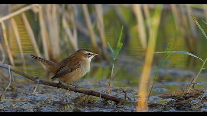 Bıyıklı kamışçın