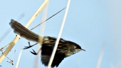 Dikkuyruklu ötleğen