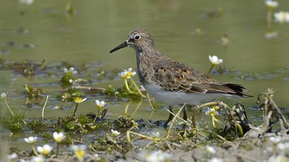 Sarıbacaklı kumkuşu