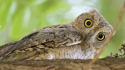 Pallid Scops Owl