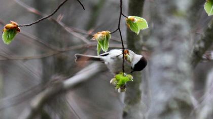 Kayın baştankarası