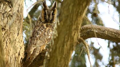 Kulaklı orman baykuşu