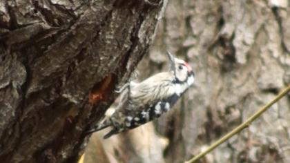 Küçük ağaçkakan