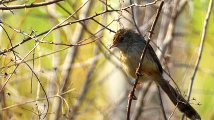 Dikkuyruklu ötleğen