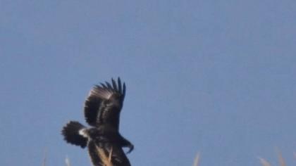 Büyük orman kartalı