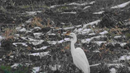 Büyük ak balıkçıl