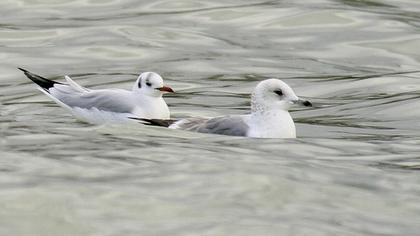 Küçük gümüş martı