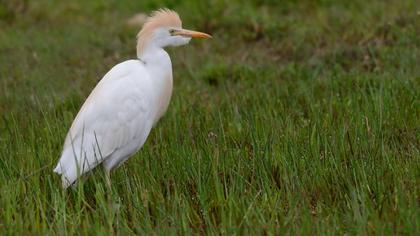 Sığır balıkçılı