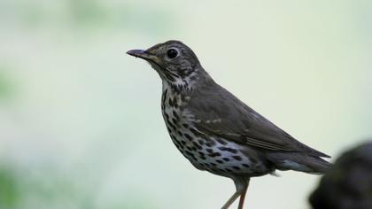 Song Thrush