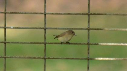 Red-breasted Flycatcher