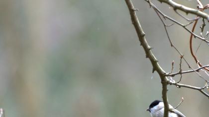 Kayın baştankarası