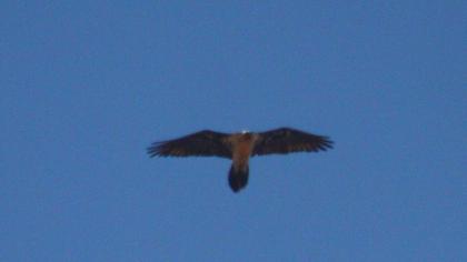 Bearded Vulture