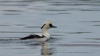 Smew