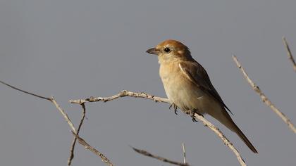 Kızılkuyruklu örümcekkuşu