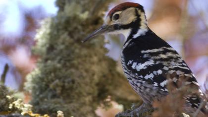 Aksırtlı ağaçkakan