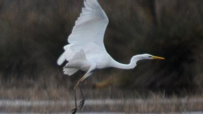 Büyük ak balıkçıl