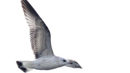 Küçük gümüş martı