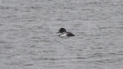 Greater Scaup