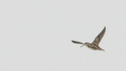 Küçük suçulluğu