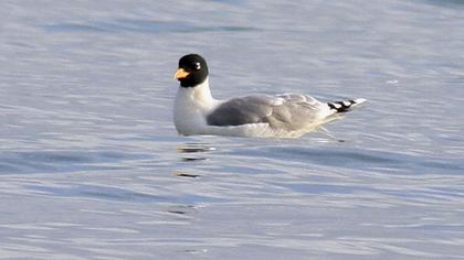 Büyük karabaş martı