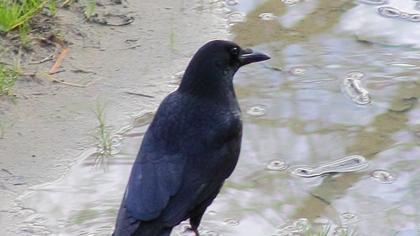 Avrupa leş kargası