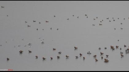 Büyük karabaş martı